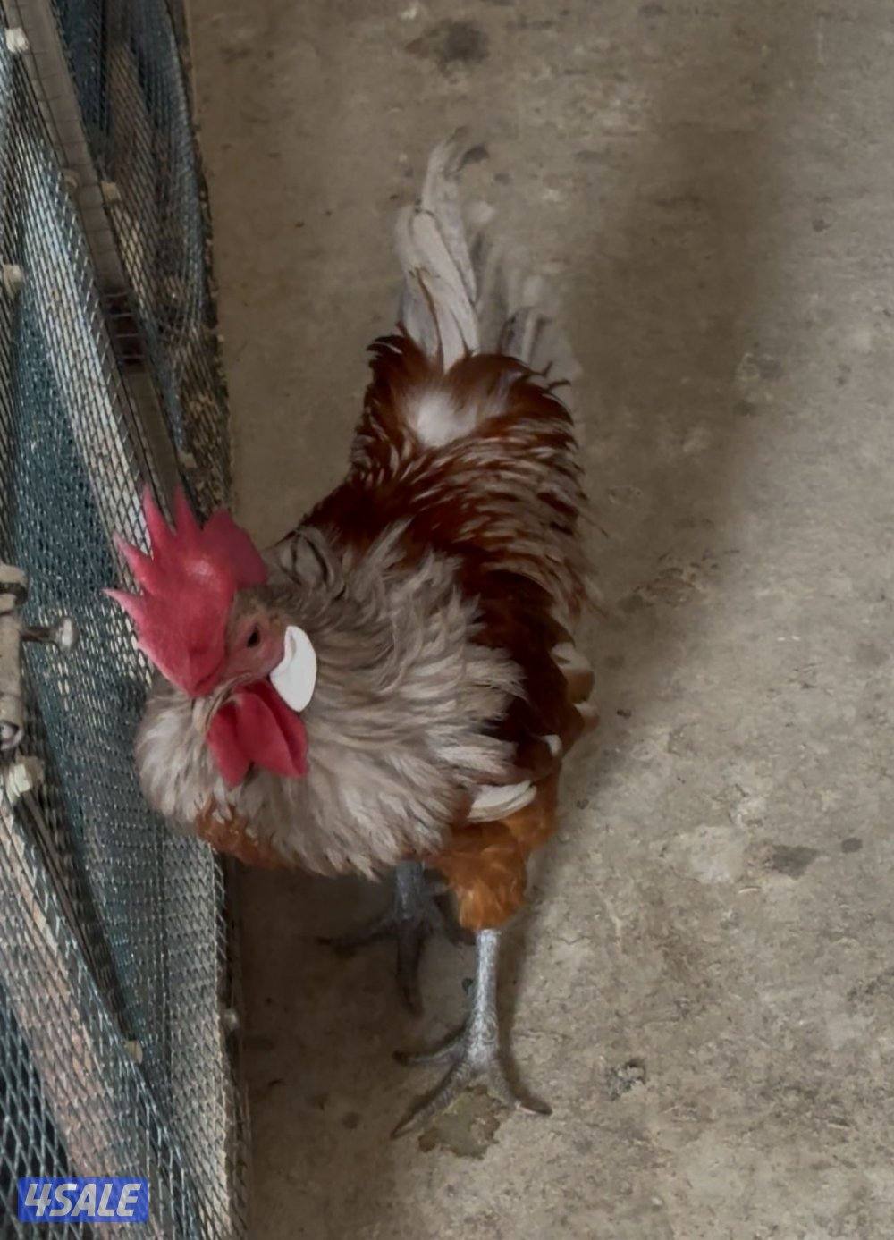 ديك فورورك سبلاش2