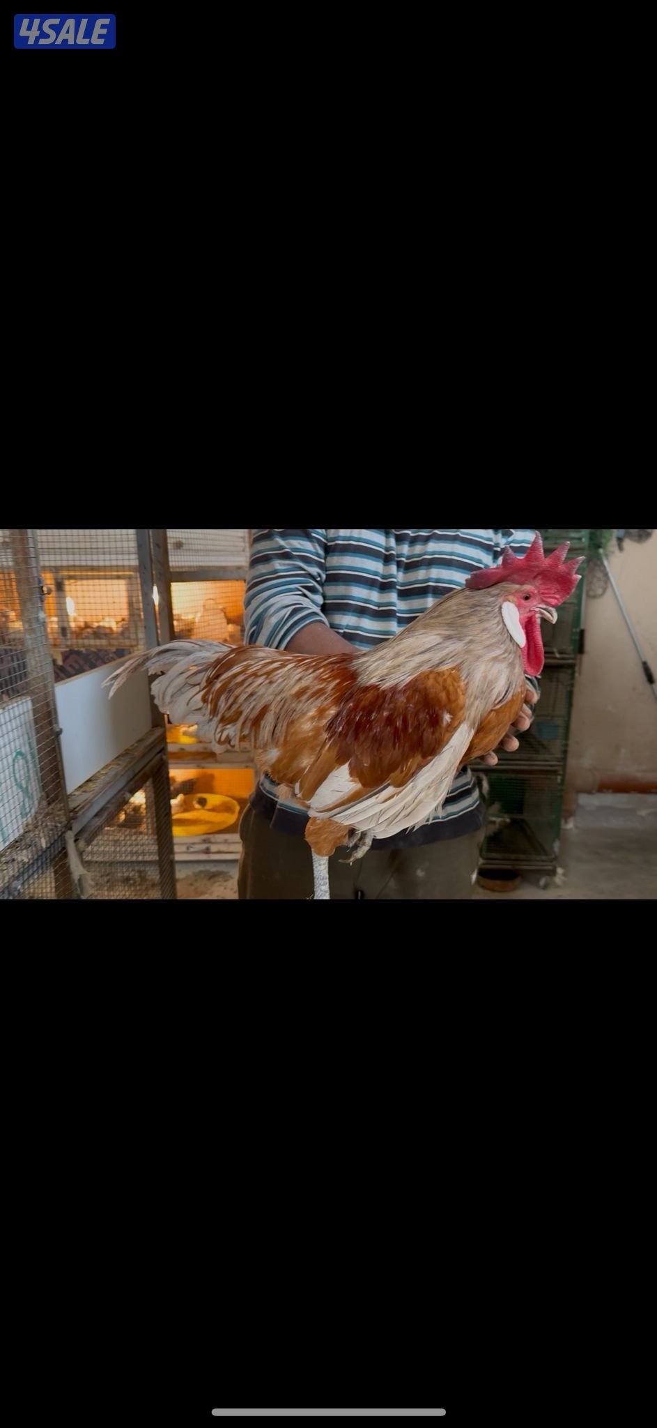 ديك فورورك سبلاش3