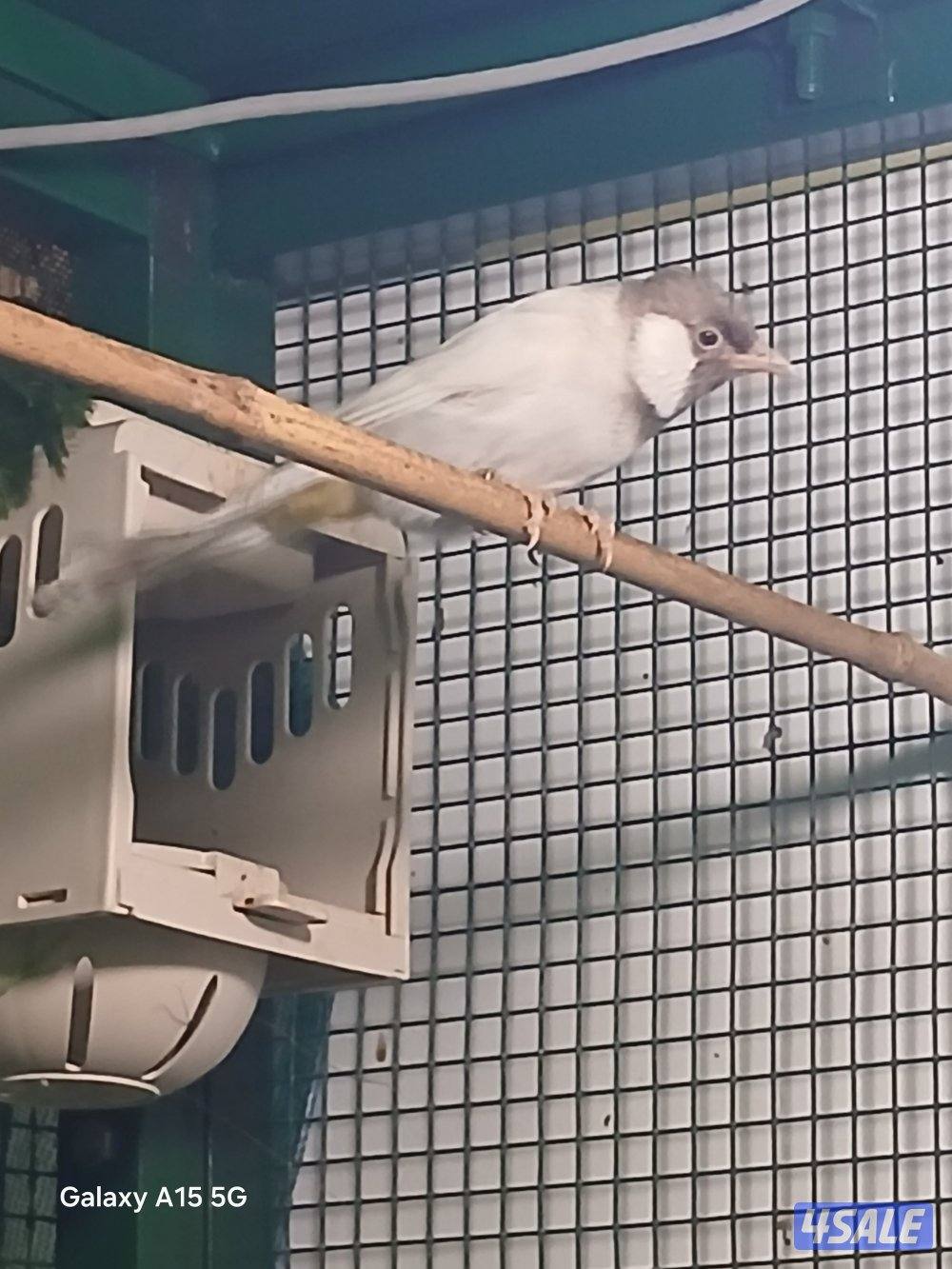 للبيع فحل سكري منتج0