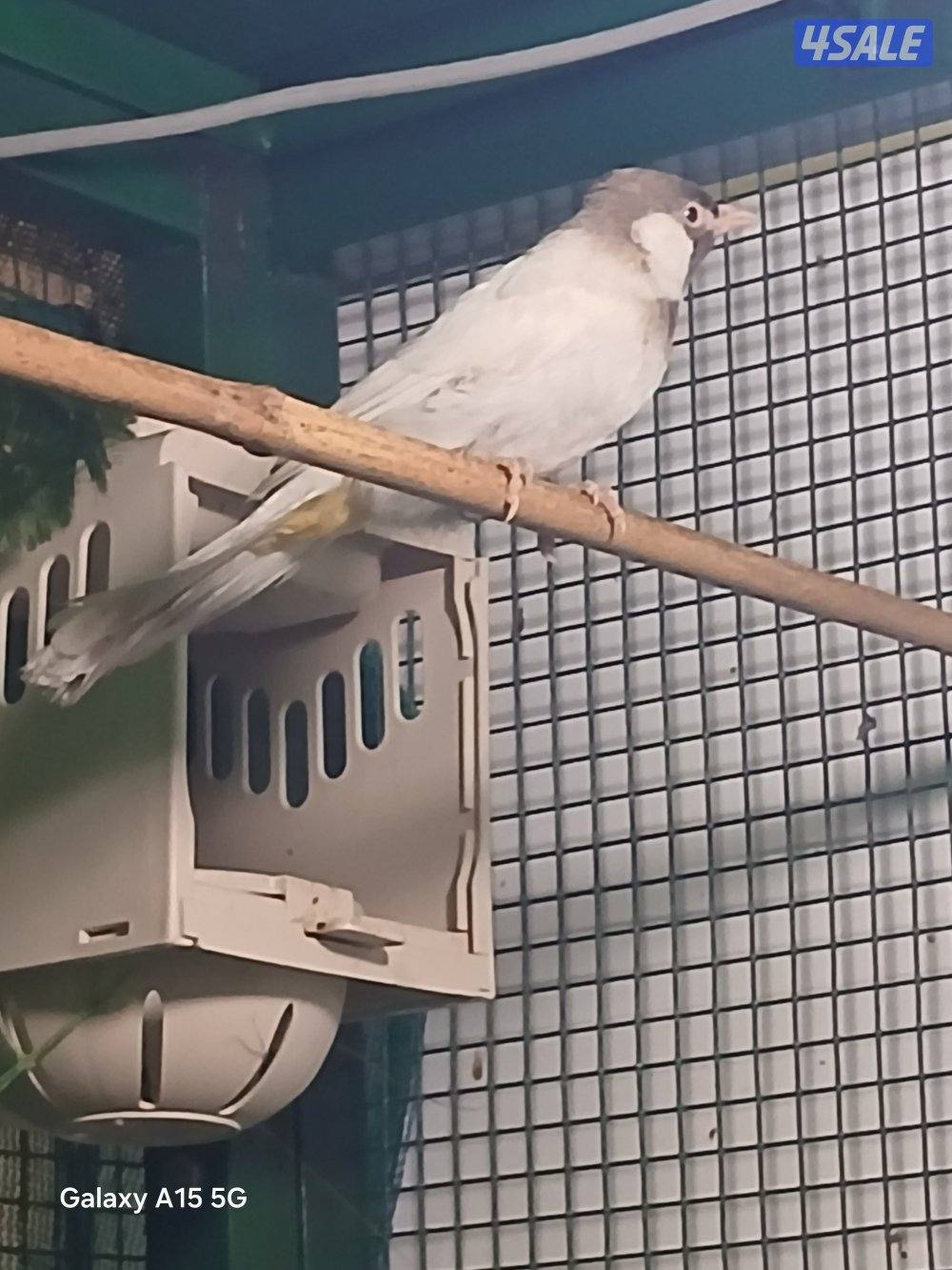 للبيع فحل سكري منتج1