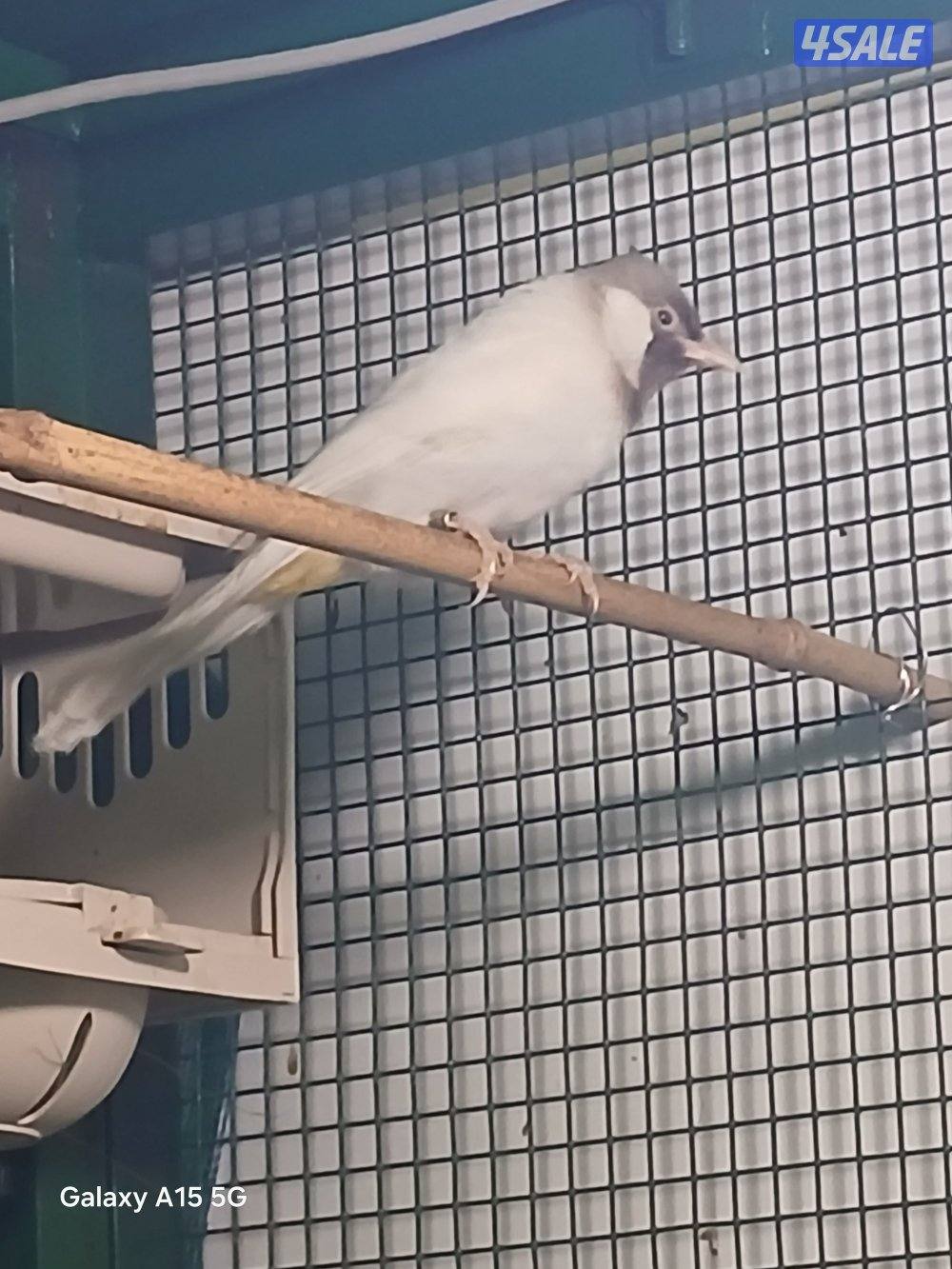 للبيع فحل سكري منتج2