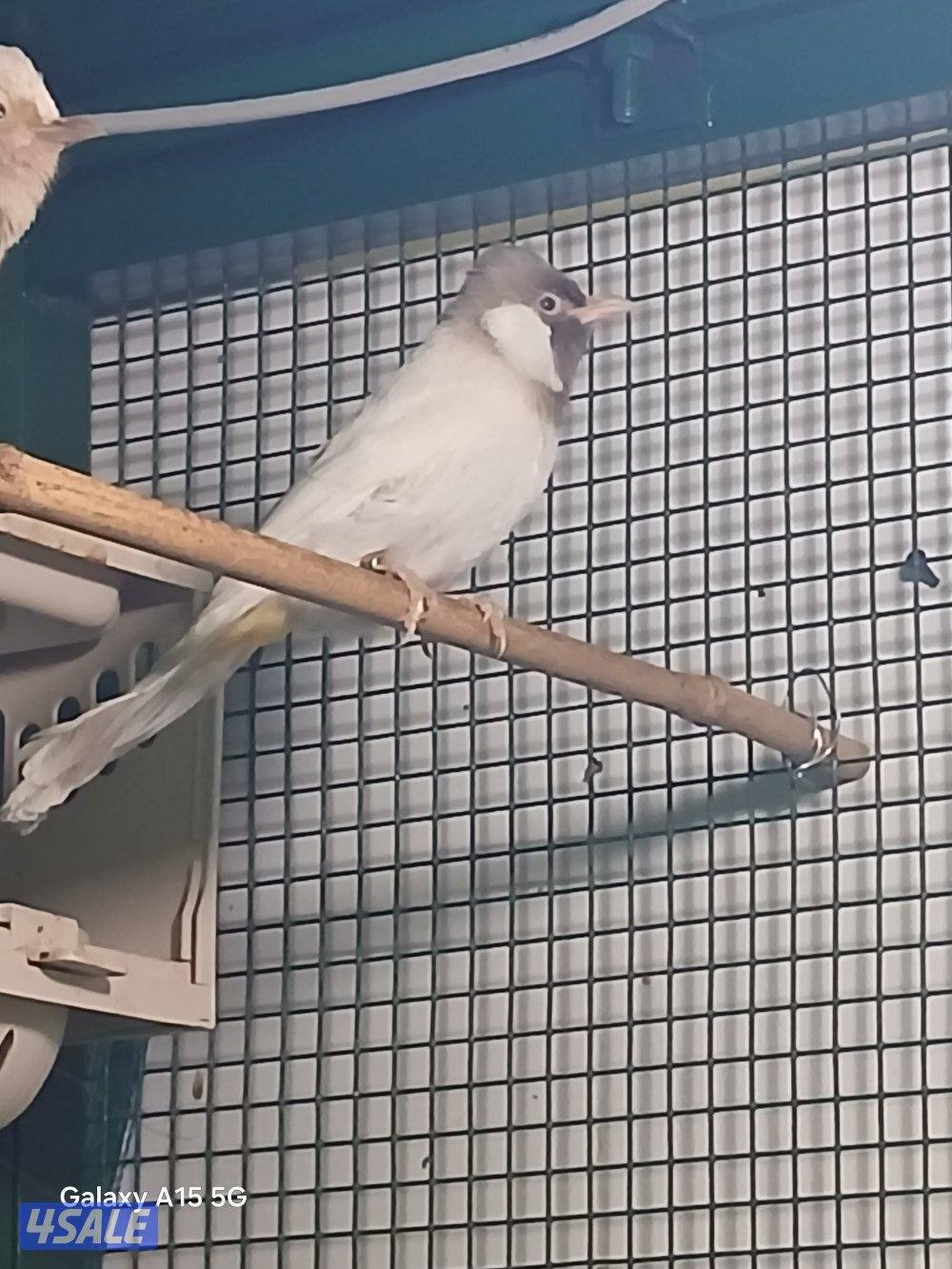 للبيع فحل سكري منتج3