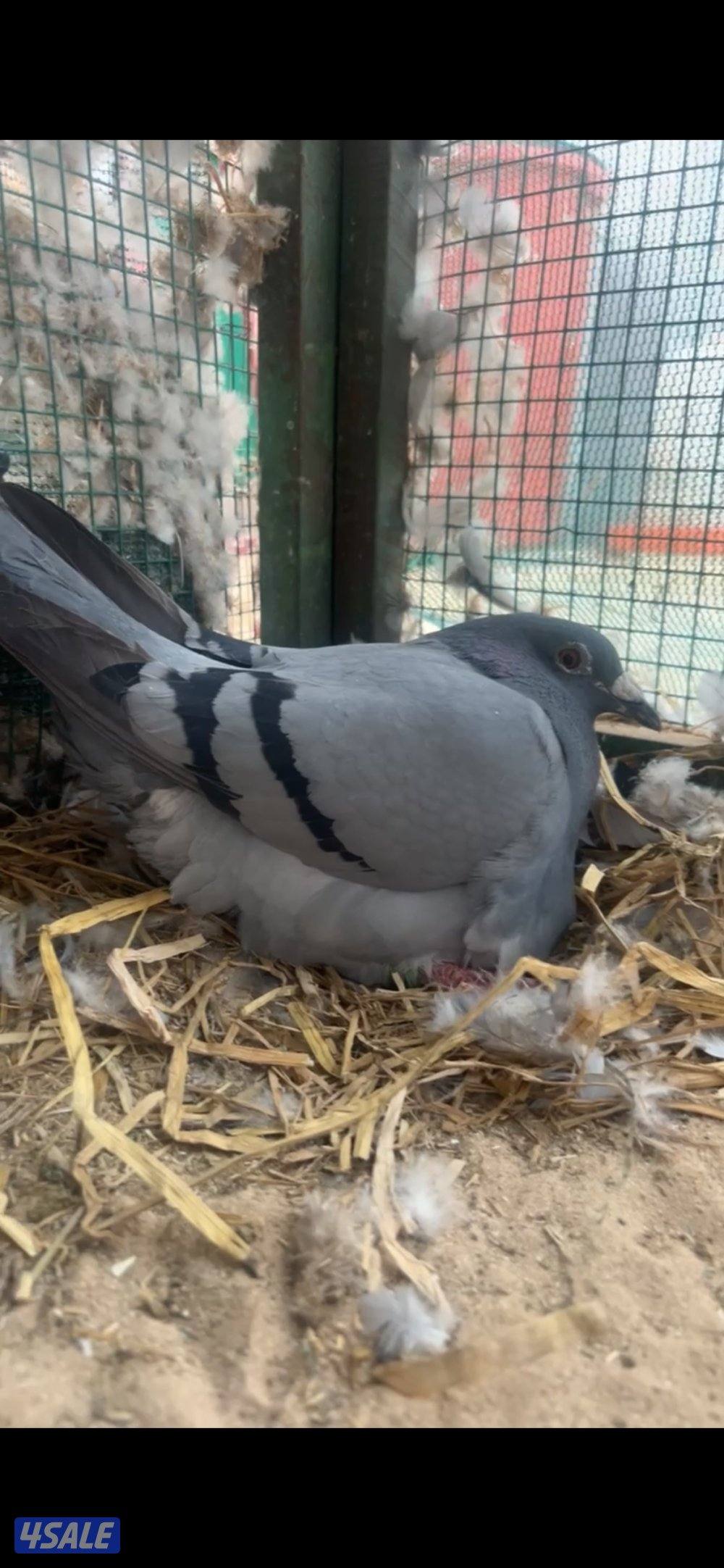 حمام زاجل 20230