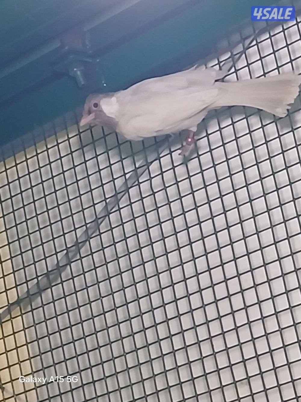 للبيع فحل رقم ٢ سكري حامل البينو0