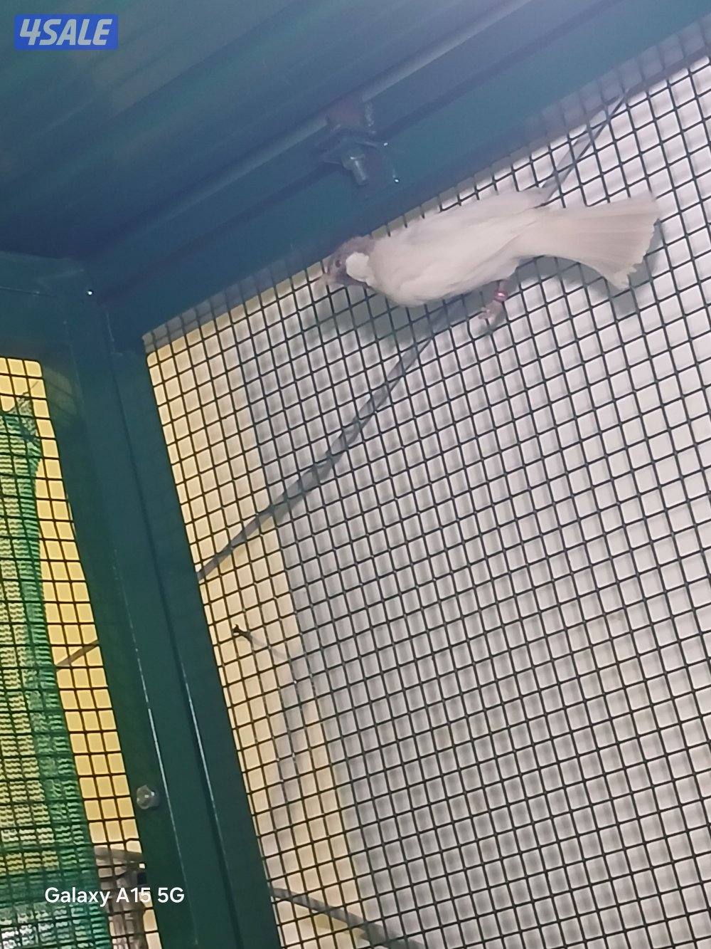 للبيع فحل رقم ٢ سكري حامل البينو1