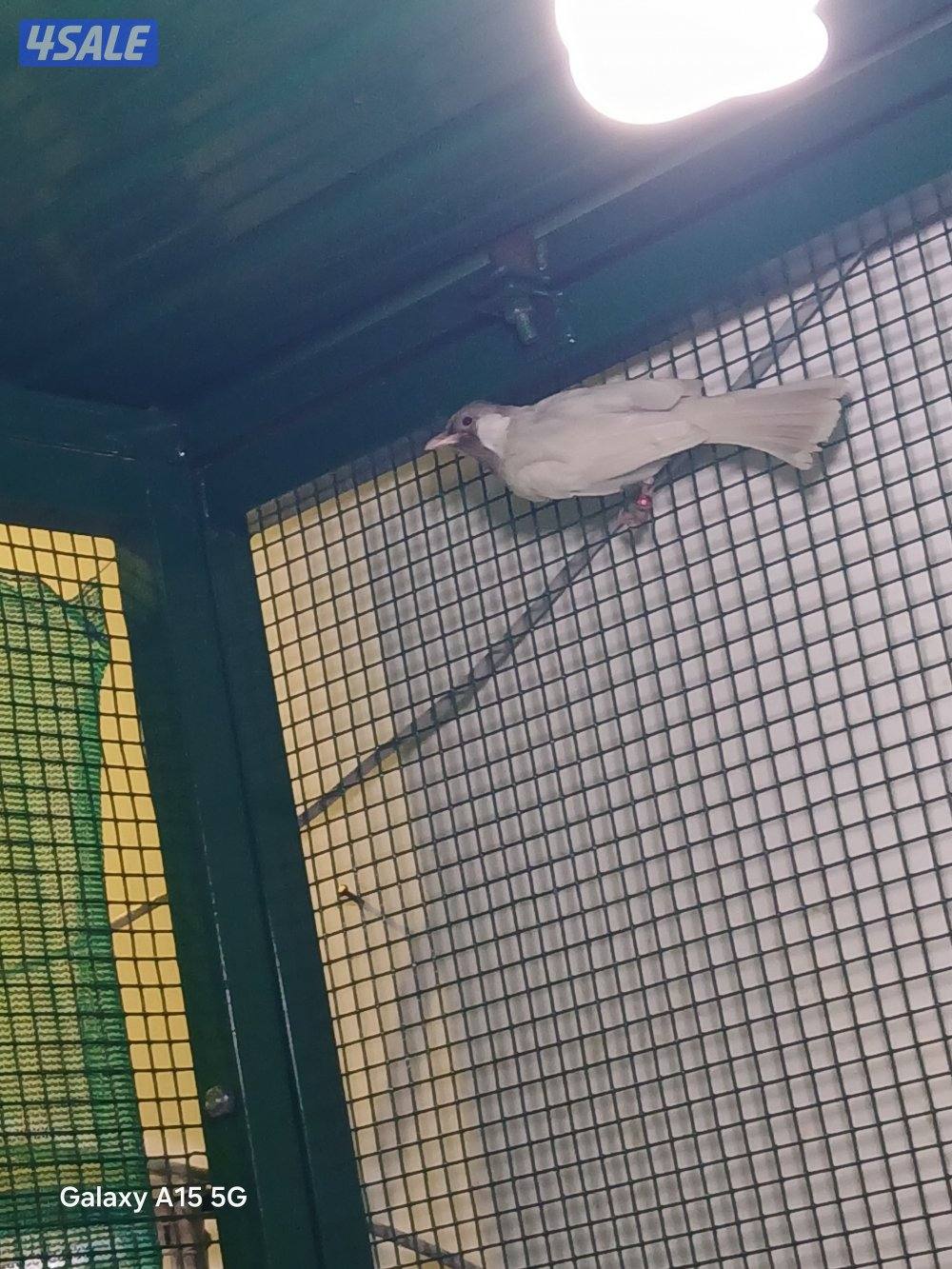 للبيع فحل رقم ٢ سكري حامل البينو2