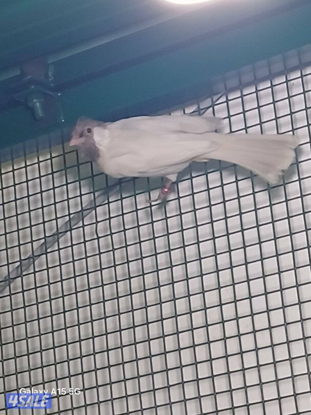 للبيع فحل رقم ٢ سكري حامل البينو3