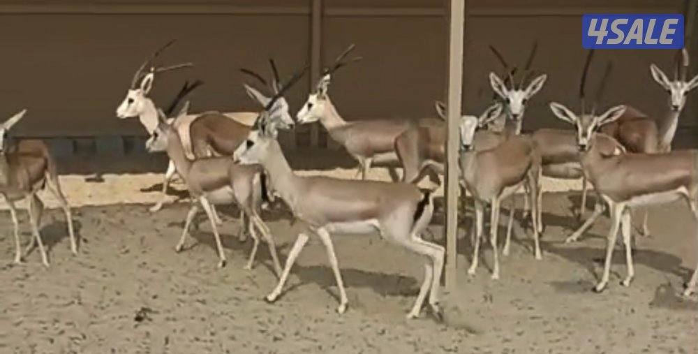 غزلان الريم0