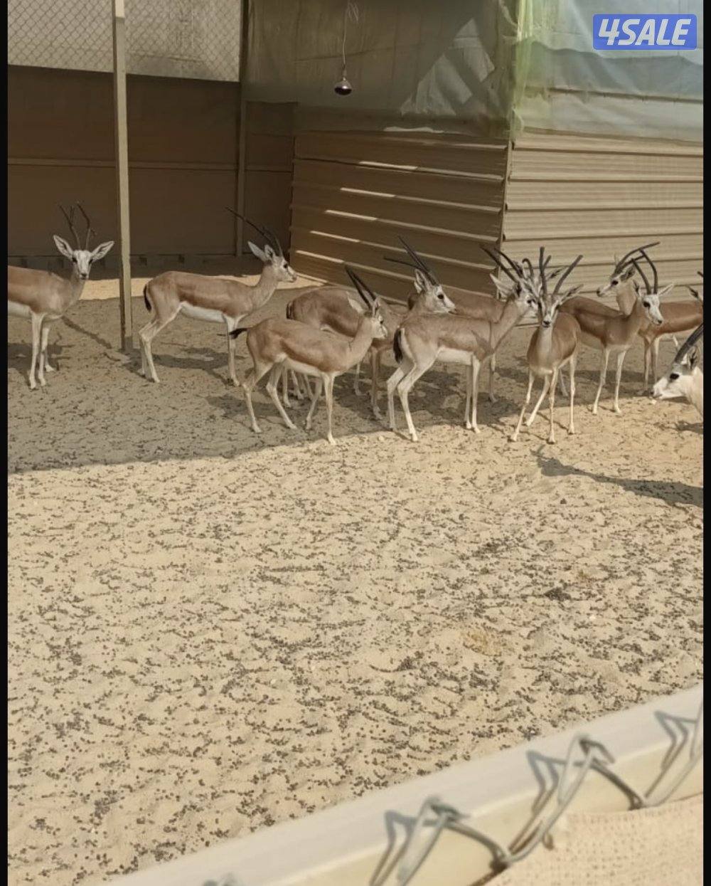 غزلان الريم1