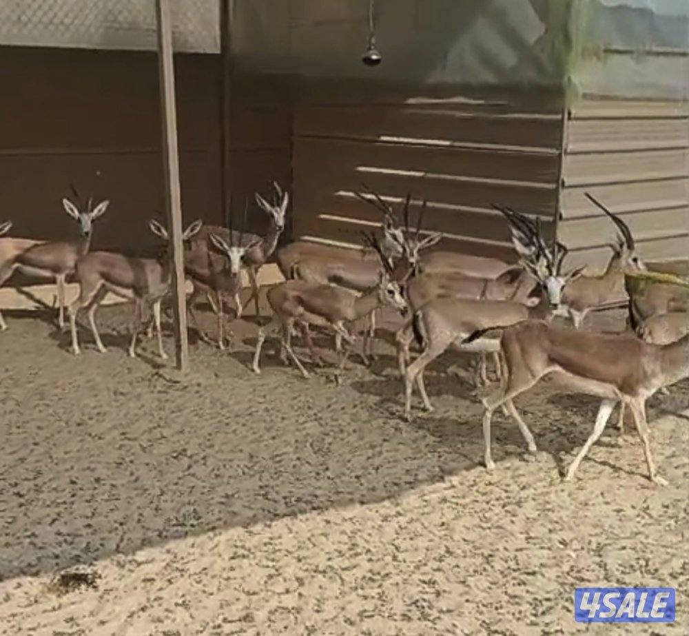 غزلان الريم2