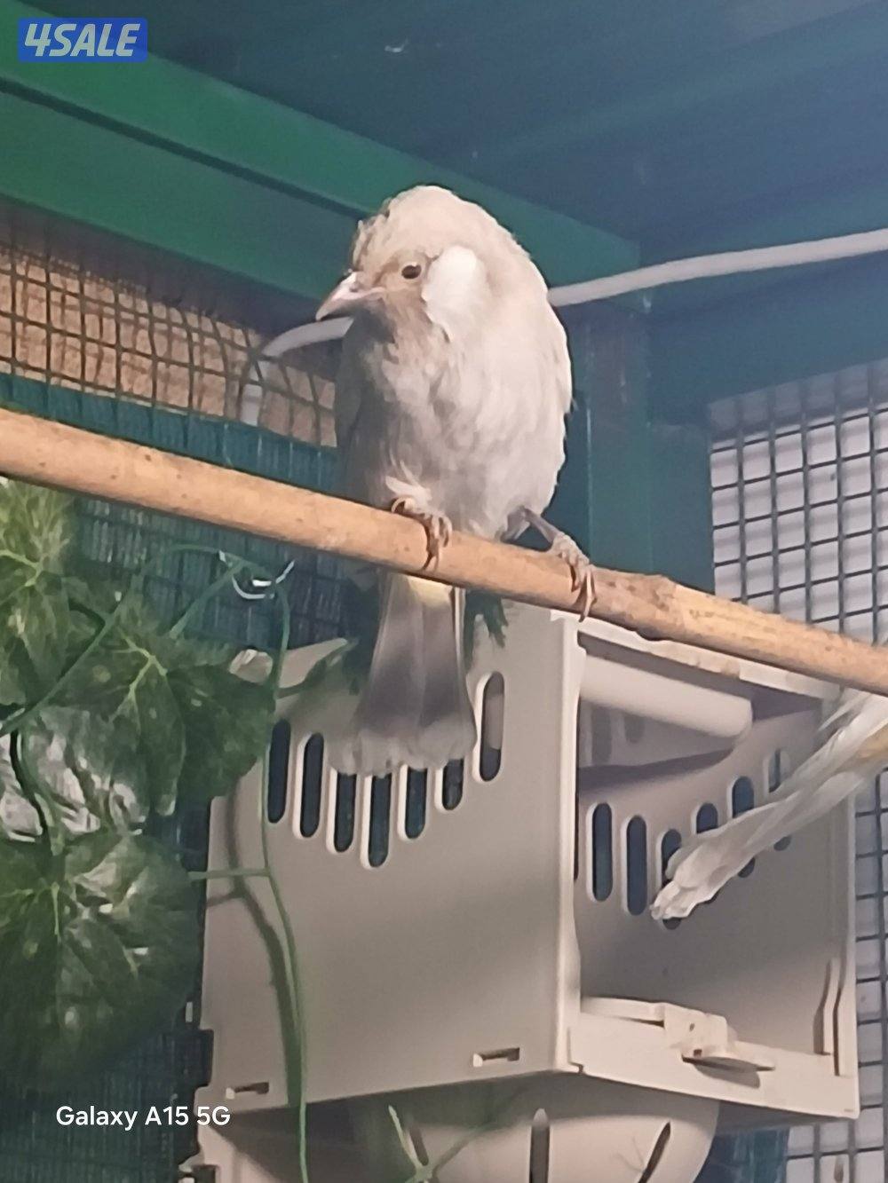 للبيع نثيه باستيل فاتح0