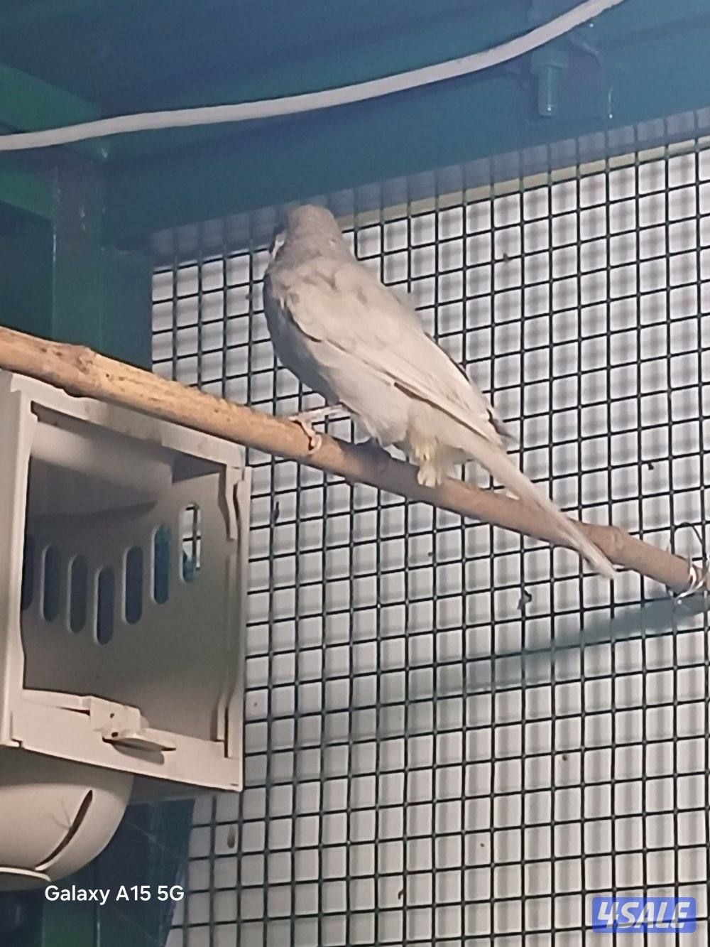 للبيع نثيه باستيل فاتح1