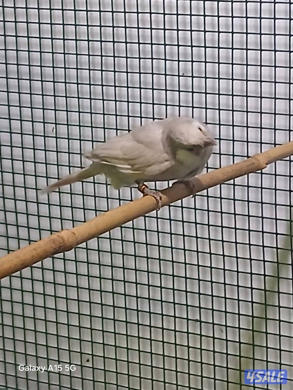 للبيع نثيه باستيل فاتح2