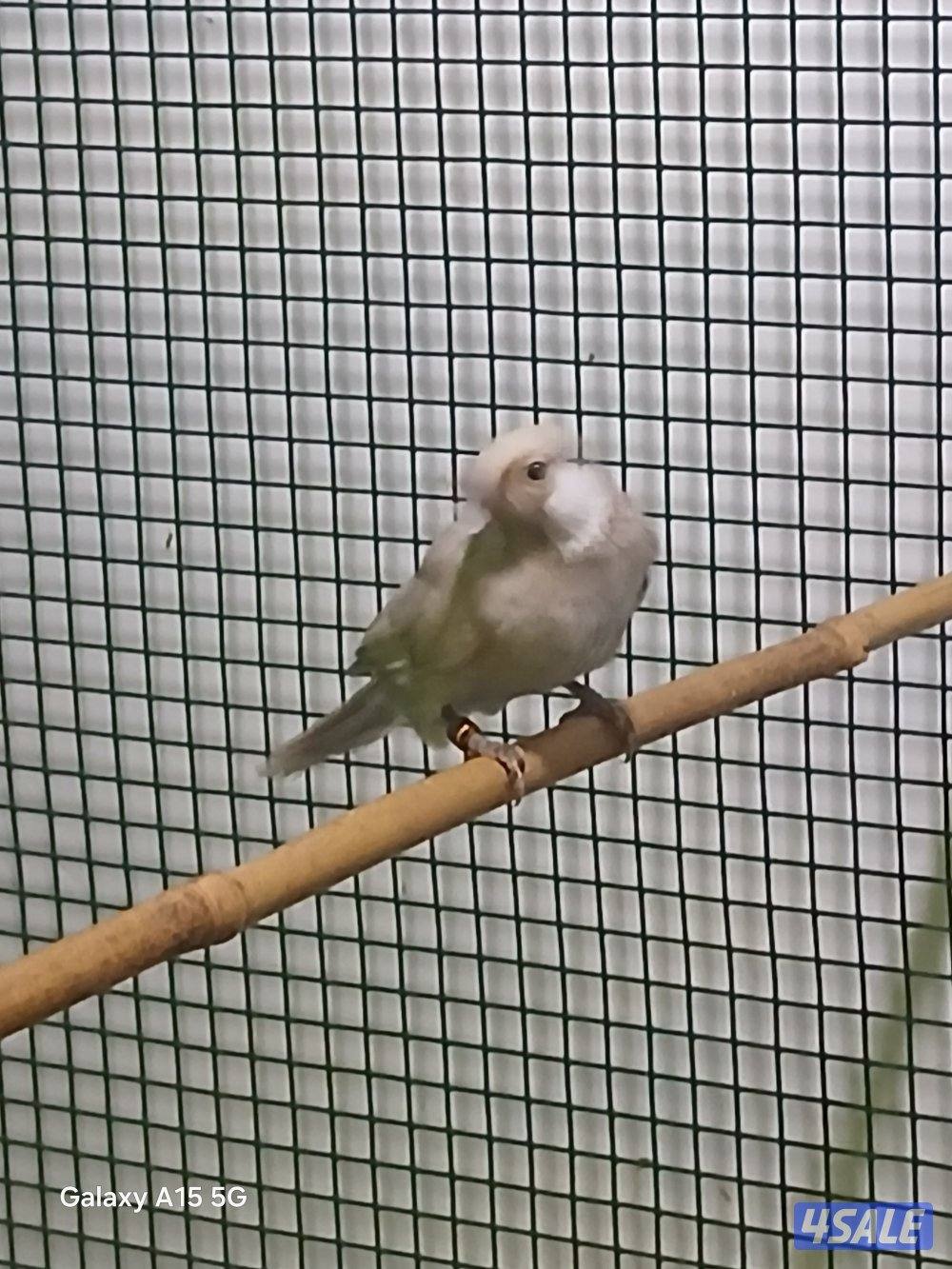 للبيع نثيه باستيل فاتح3