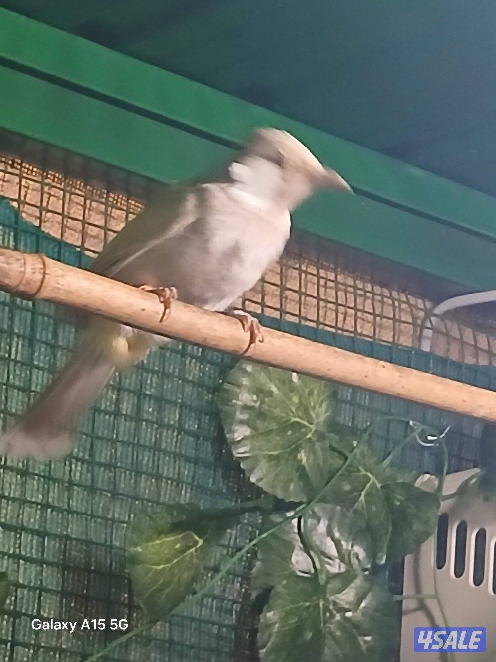 للبيع نثيه باستيل فاتح4