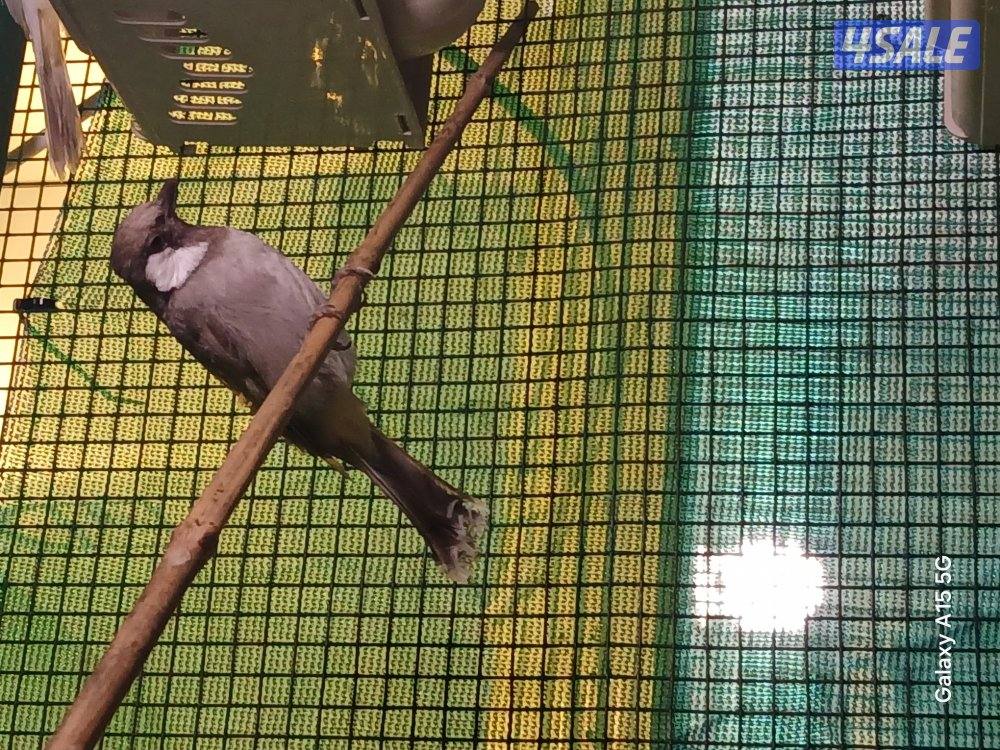 للبيع نثيه بيج العمر ٨ شهور منته جاهزه للإنتاج0