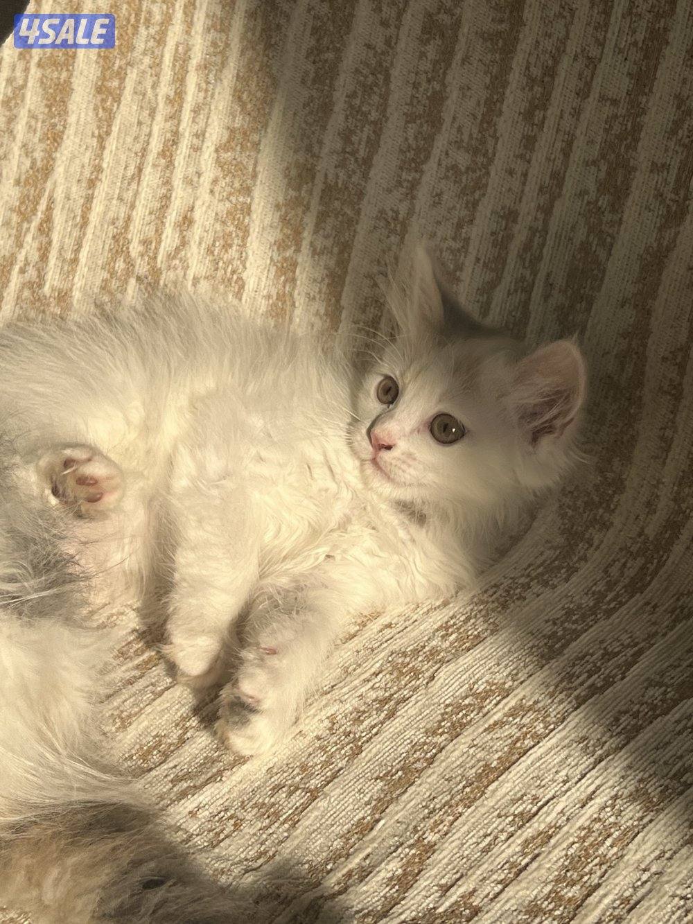 قطط شيرازية للتبني0