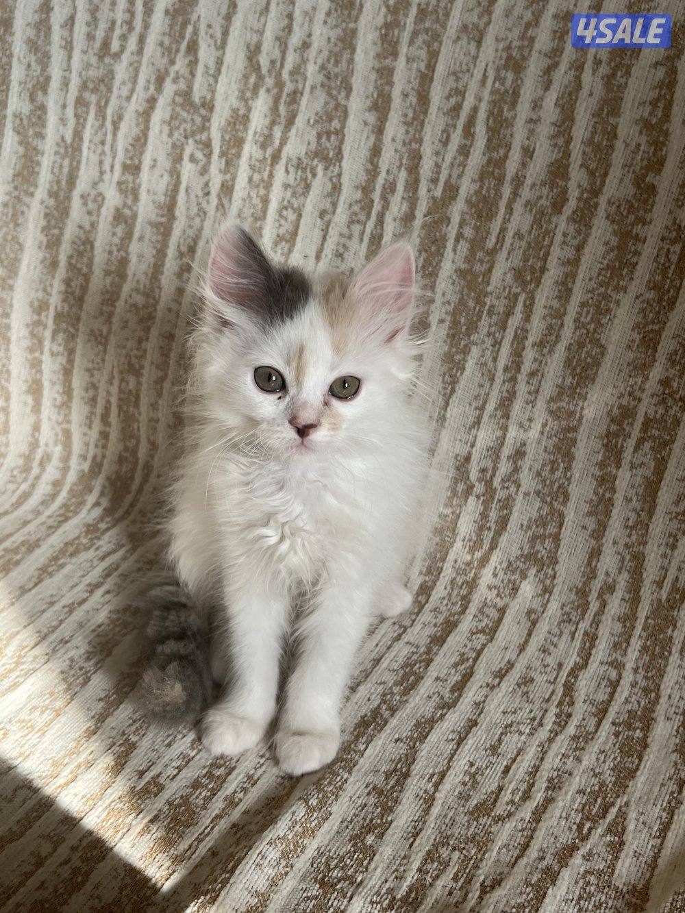 قطط شيرازية للتبني1