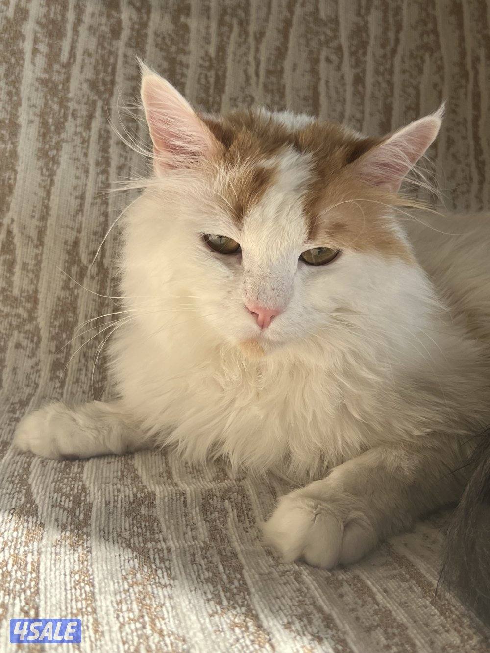 قطط شيرازية للتبني2