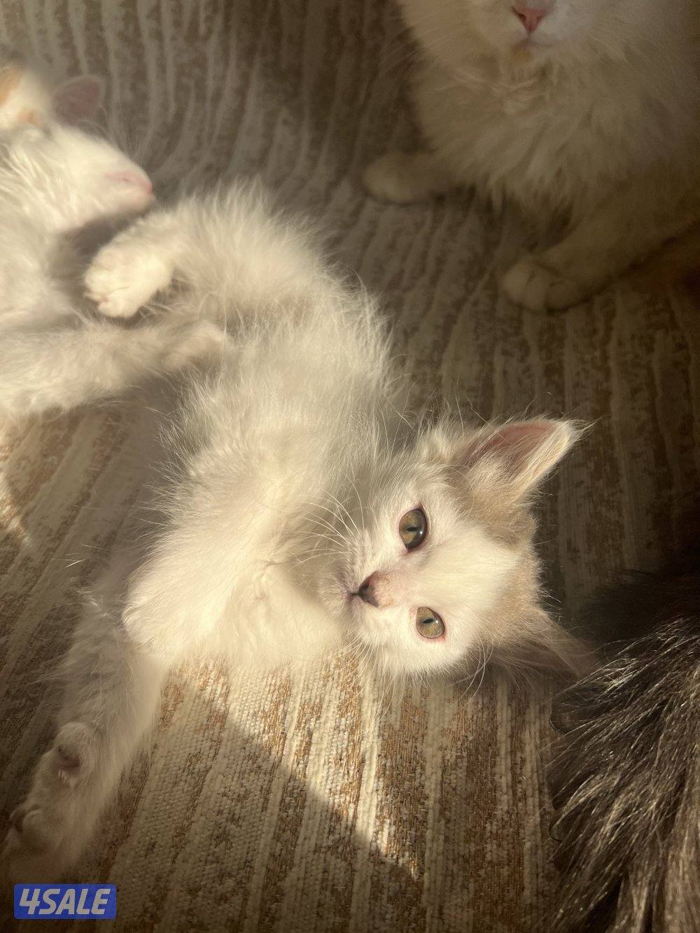 قطط شيرازية للتبني3