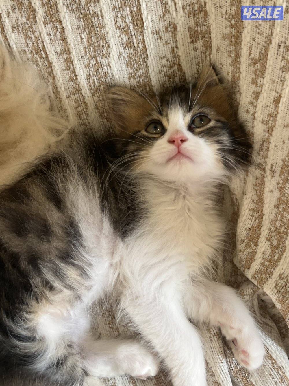 قطط شيرازية للتبني4