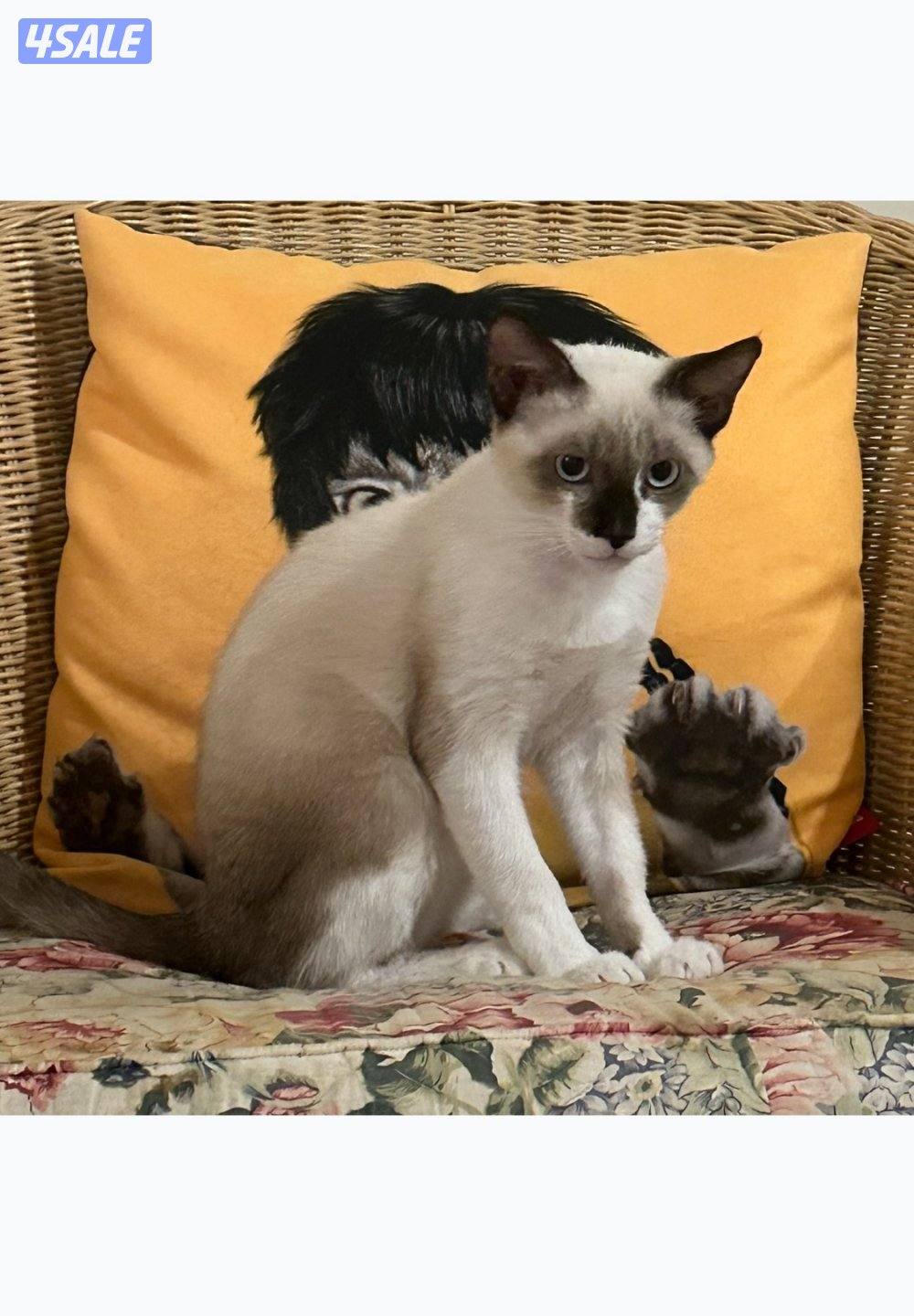 Mix ragdoll for adoption قطوة راغدول للتبني0