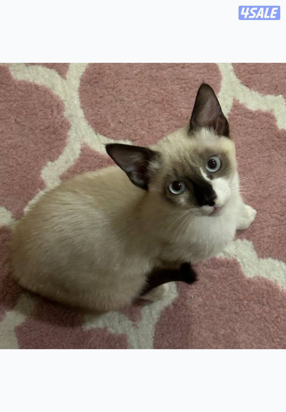 Mix ragdoll for adoption قطوة راغدول للتبني1
