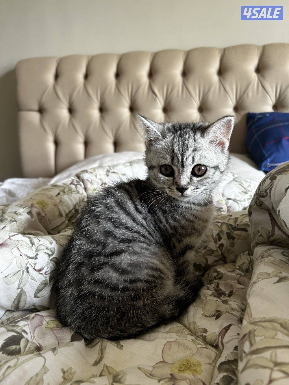 قطط للبيع11