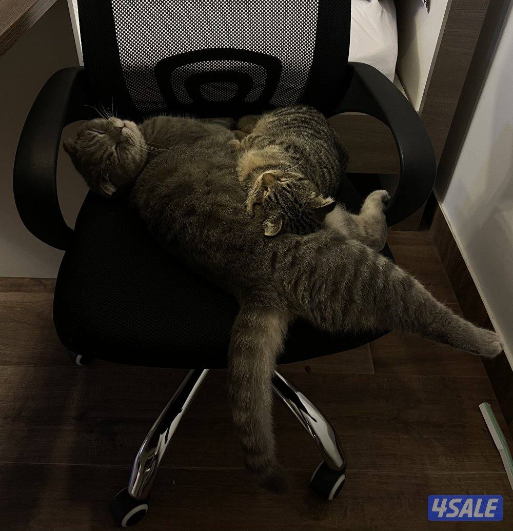 للتبني قطوتين ذكور سكوتش فولد مطعمين ، ومسويلهم عملية لعدم التزواج1