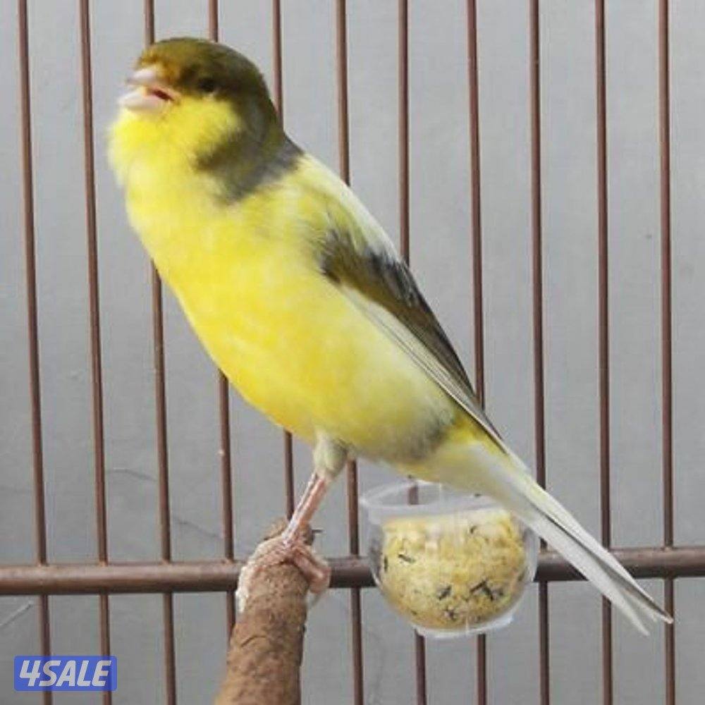 دفعه بلابل وكناري1