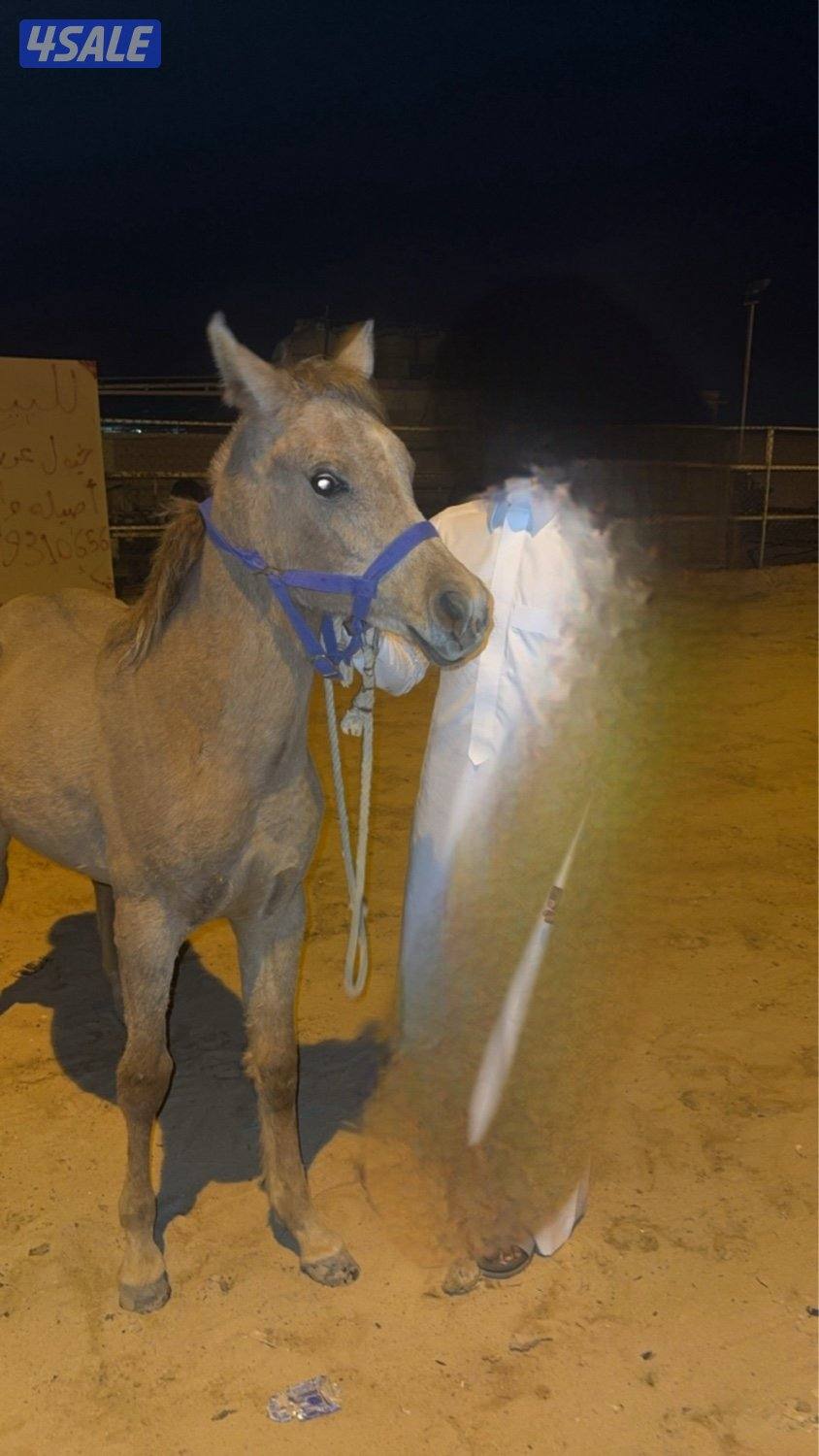 للبيع مهر اشقر0