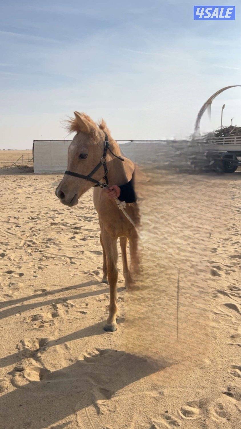 للبيع مهر اشقر1