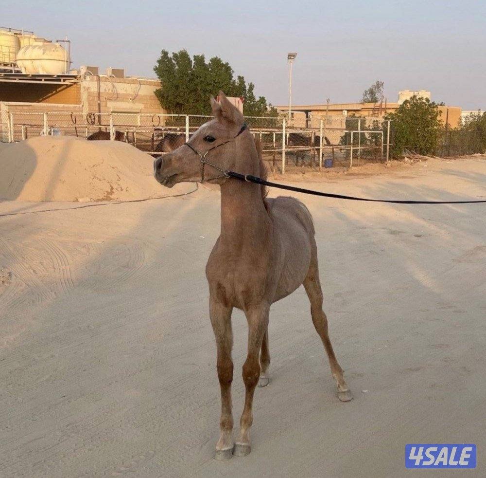 للبيع مهر اشقر2