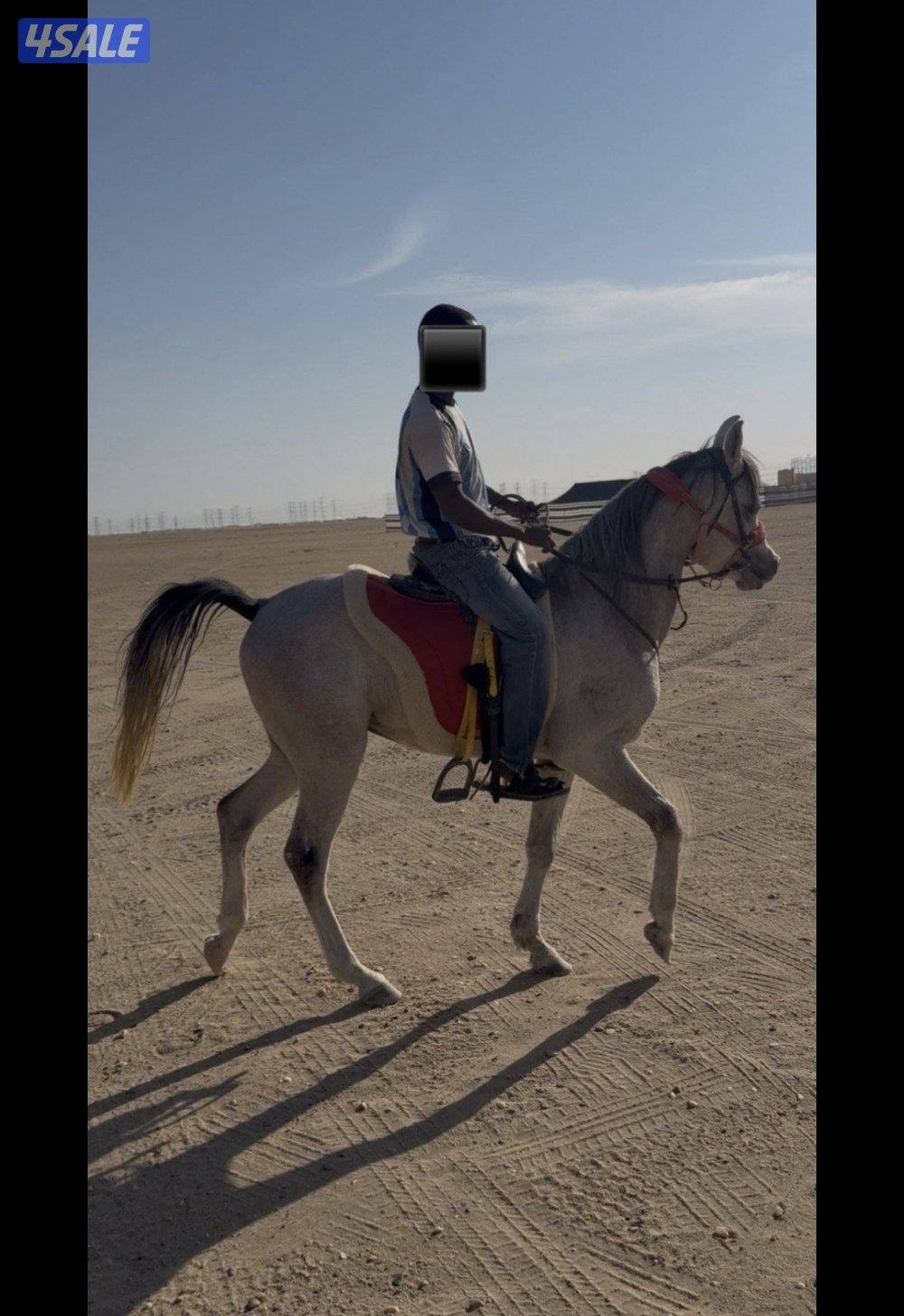 للبيع مصري بلدي0