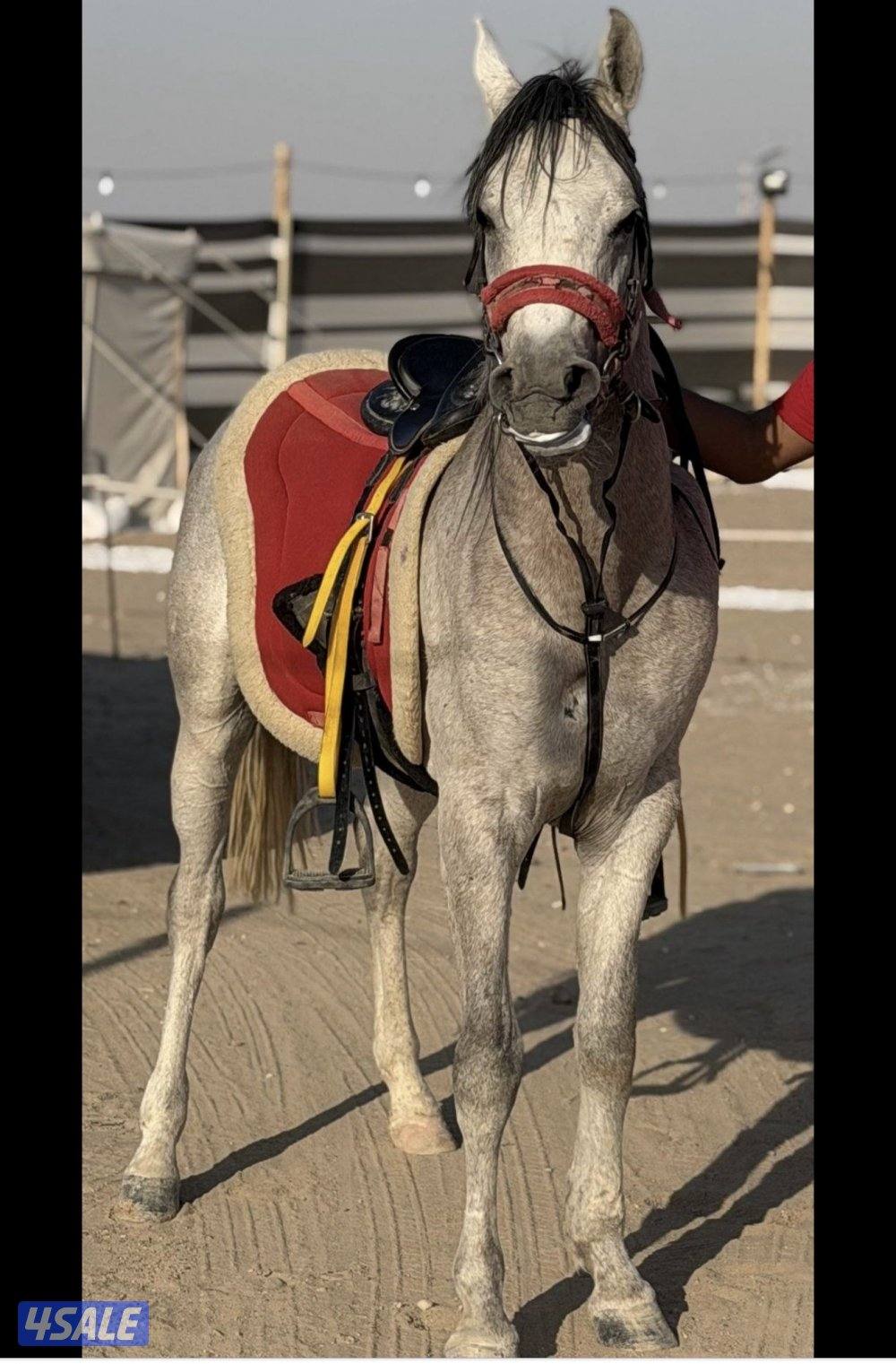 للبيع مصري بلدي1