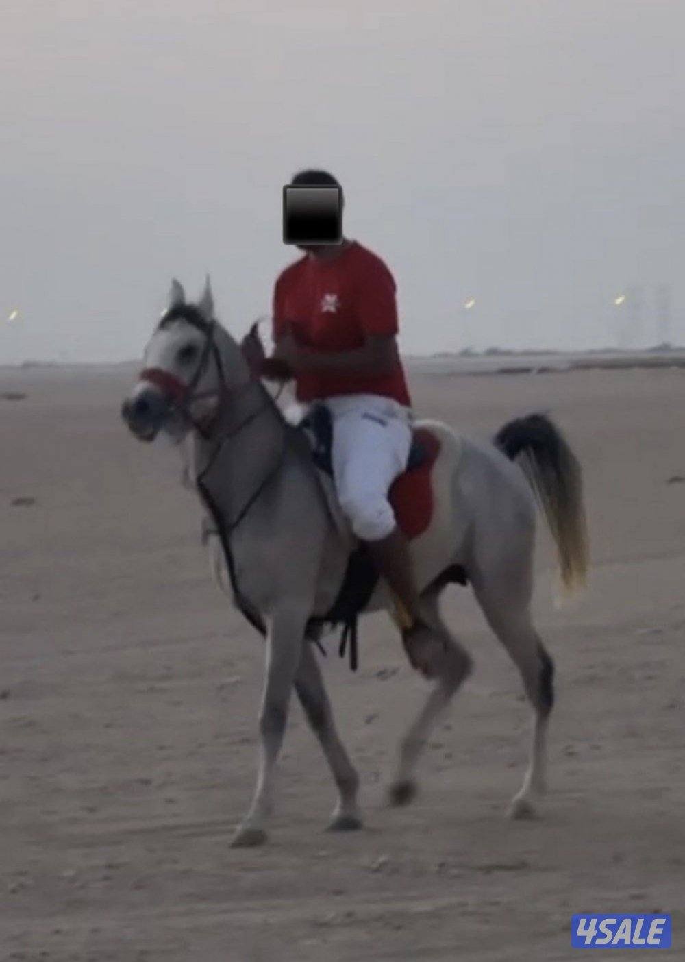 للبيع مصري بلدي2