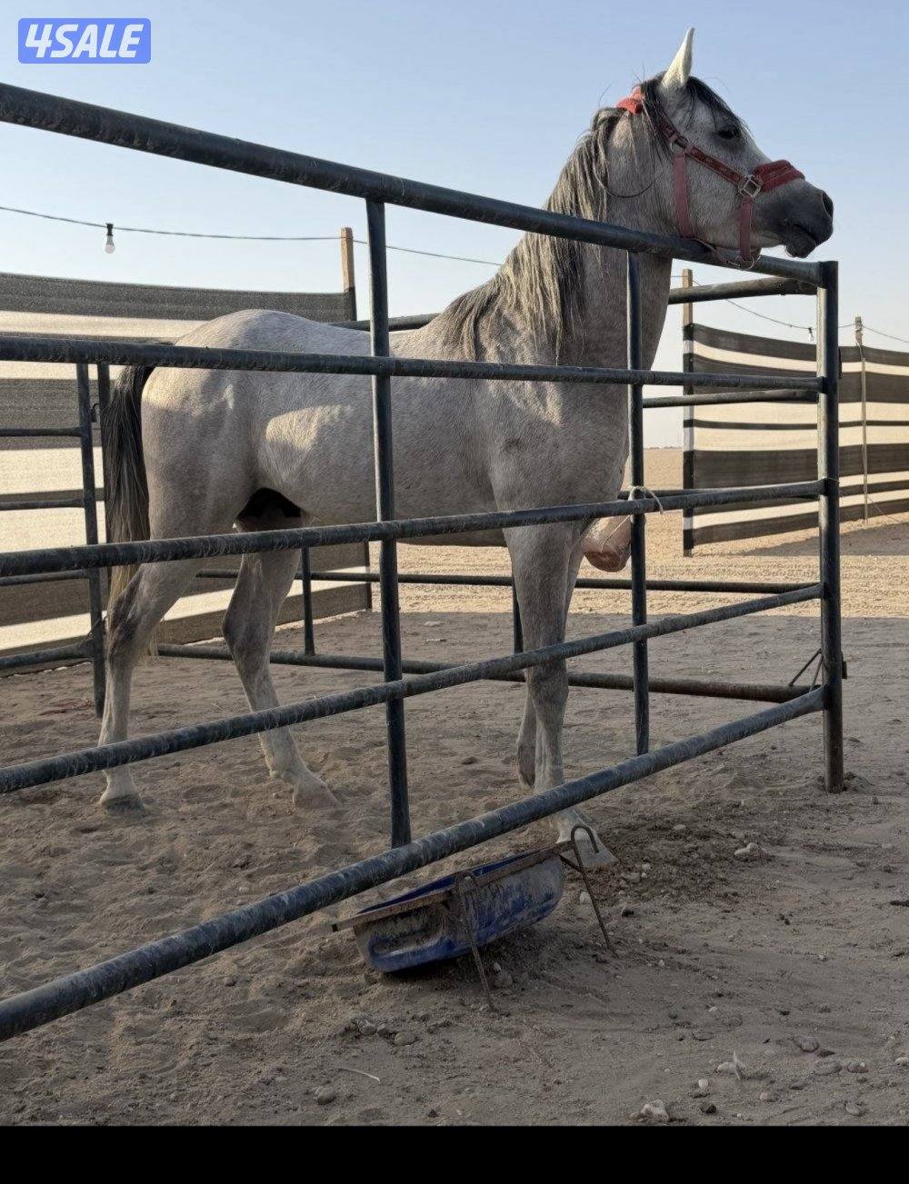 للبيع مصري بلدي3