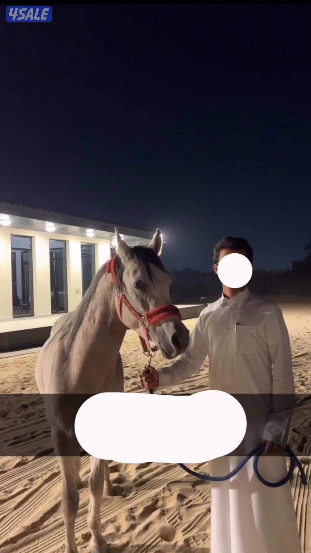 للبيع مصري بلدي4