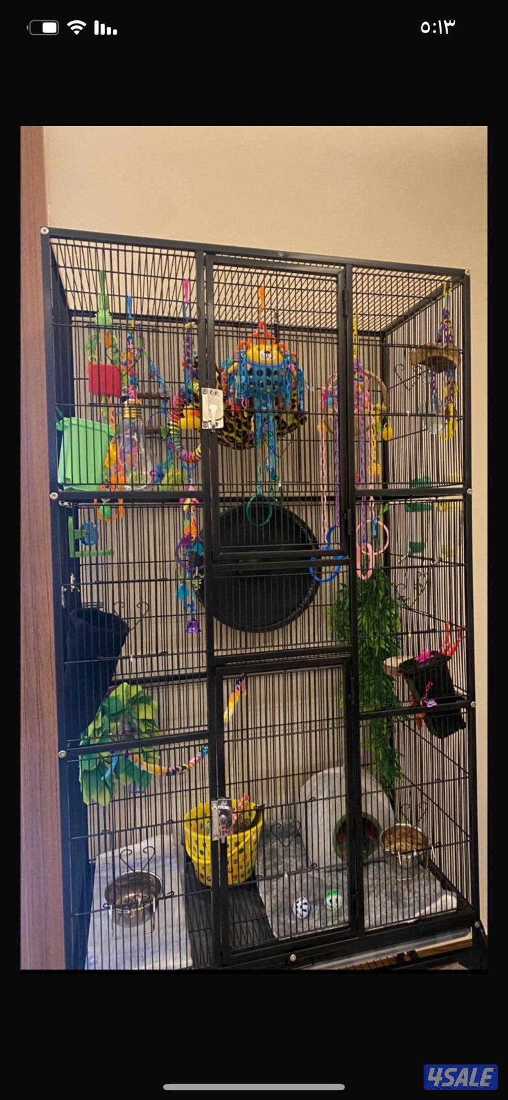 شوقر قلايدر0