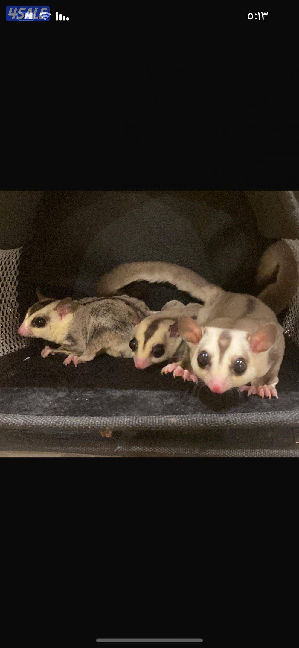 شوقر قلايدر1