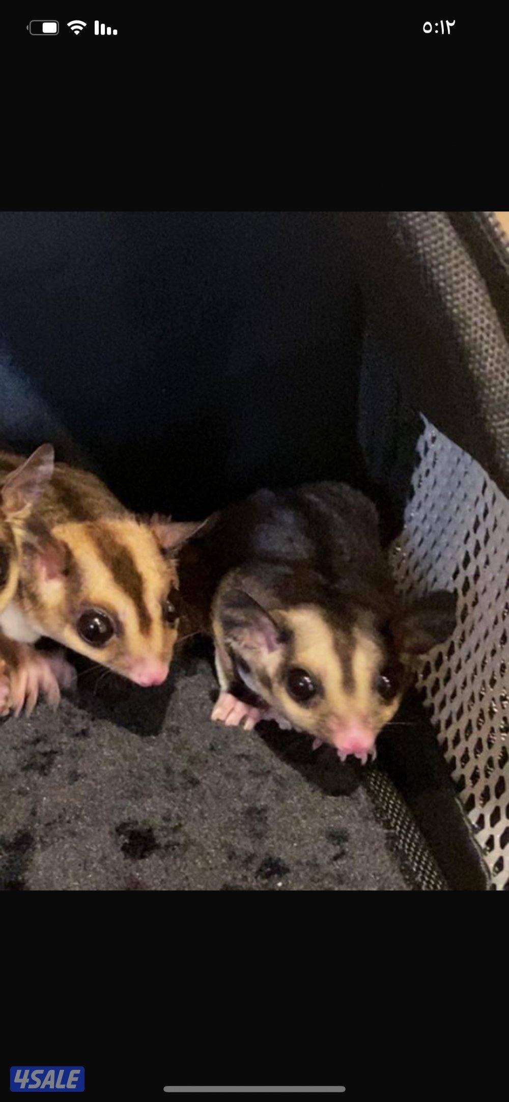 شوقر قلايدر2