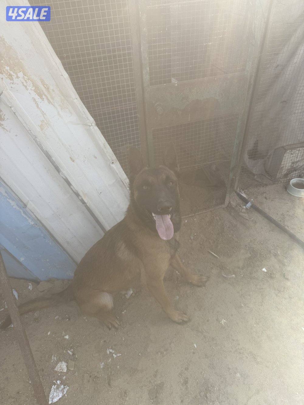 للبيع ذكر مالينو العمر سبع شهور مدرب وفي حرارة0