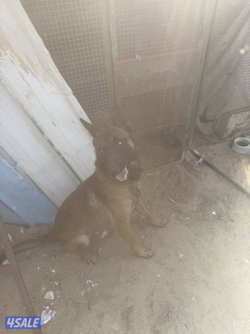 للبيع ذكر مالينو العمر سبع شهور مدرب وفي حرارة1