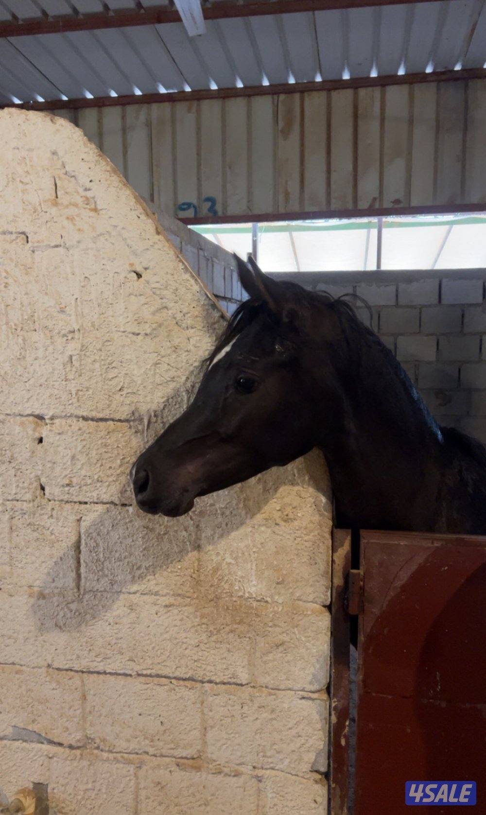 فلو ادهم مصري0