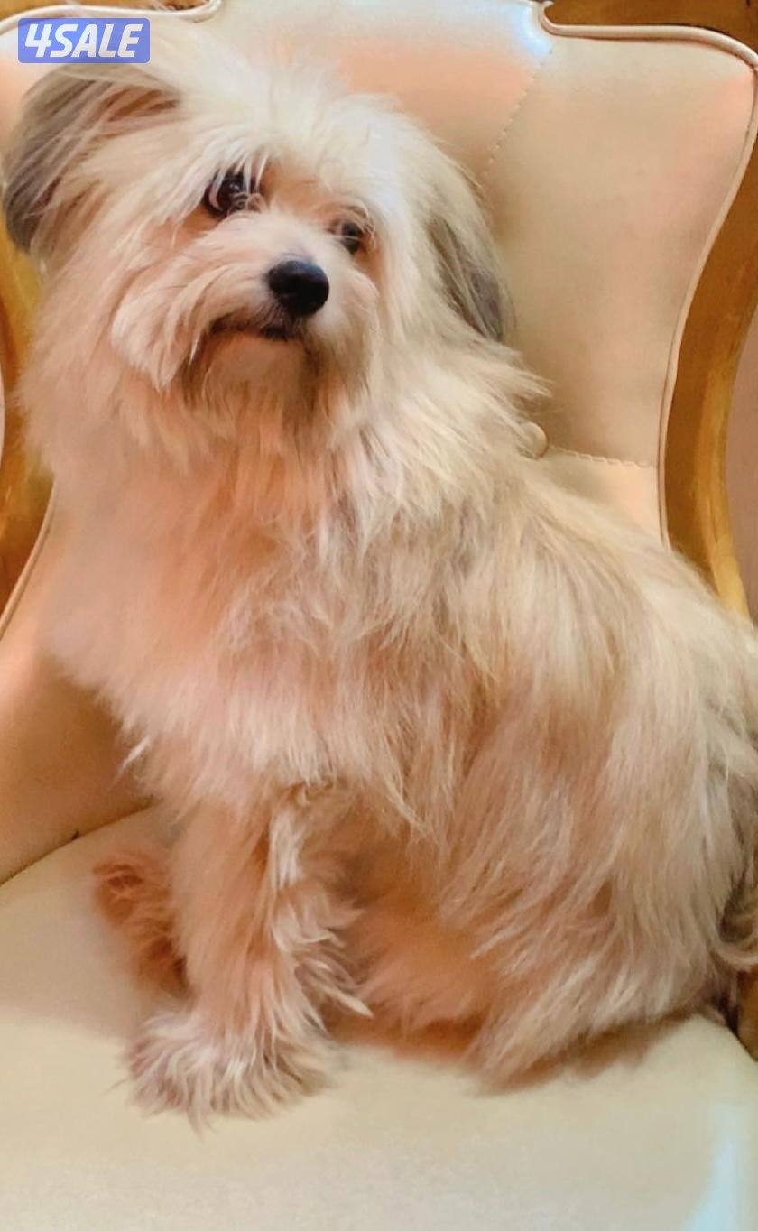 كلب مالتيز للبيع بصحة جيدة مع دفتر تطعيم و قفص1