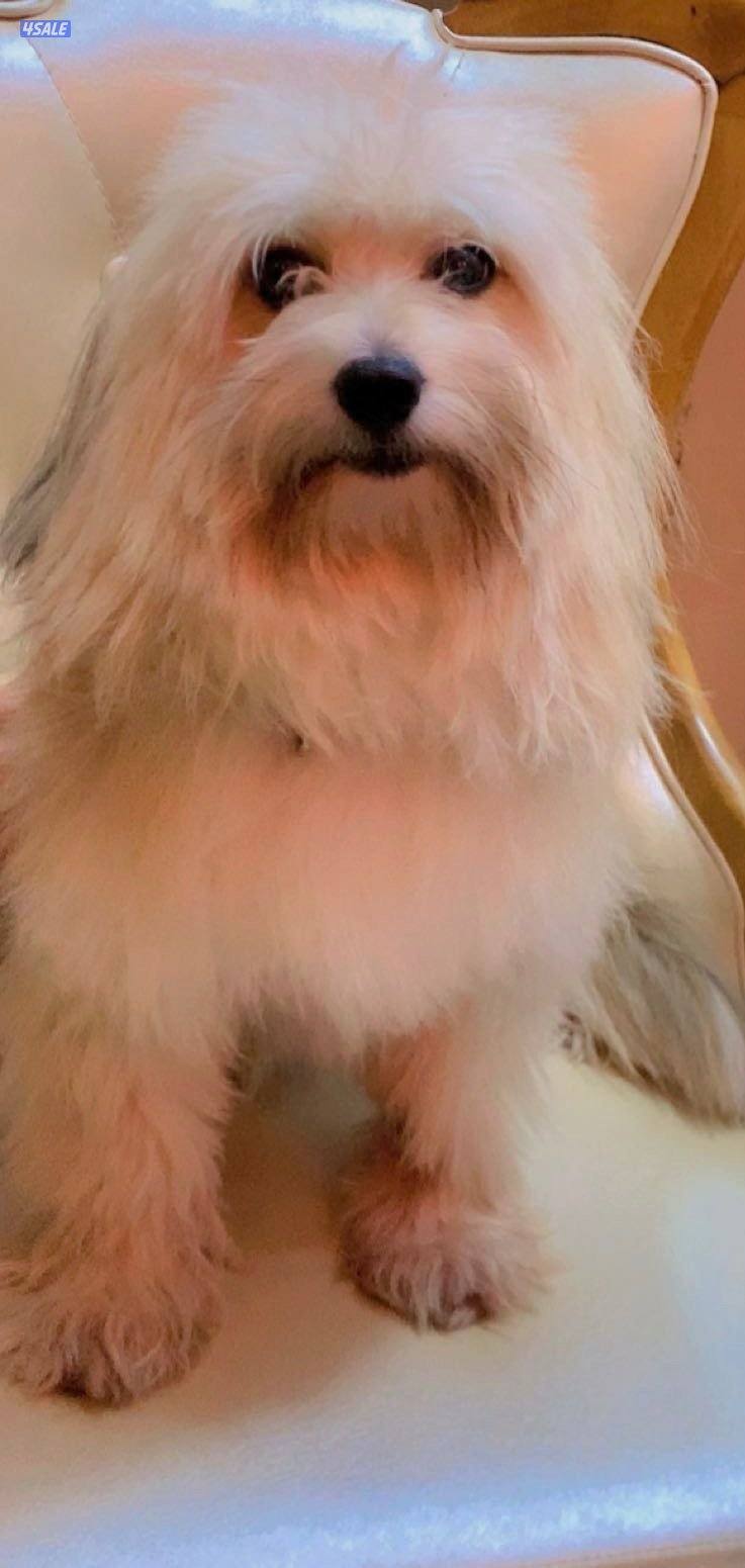 كلب مالتيز للبيع بصحة جيدة مع دفتر تطعيم و قفص2