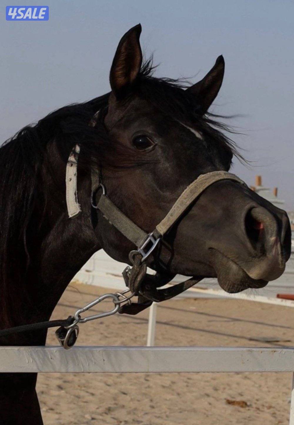 فلو ادهم مصري4