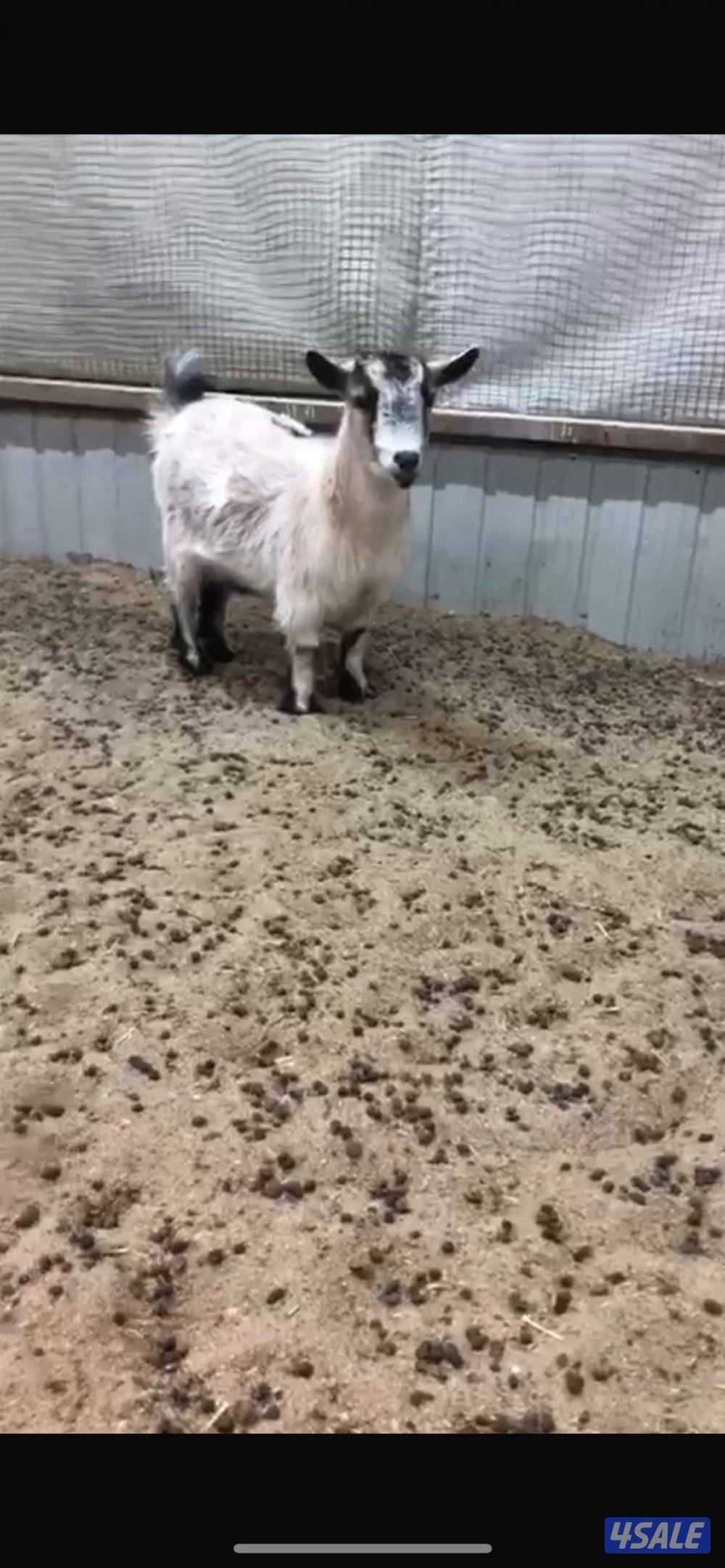 للبيع امريكيات العدد 2 العمر ثنيات  الحبه0