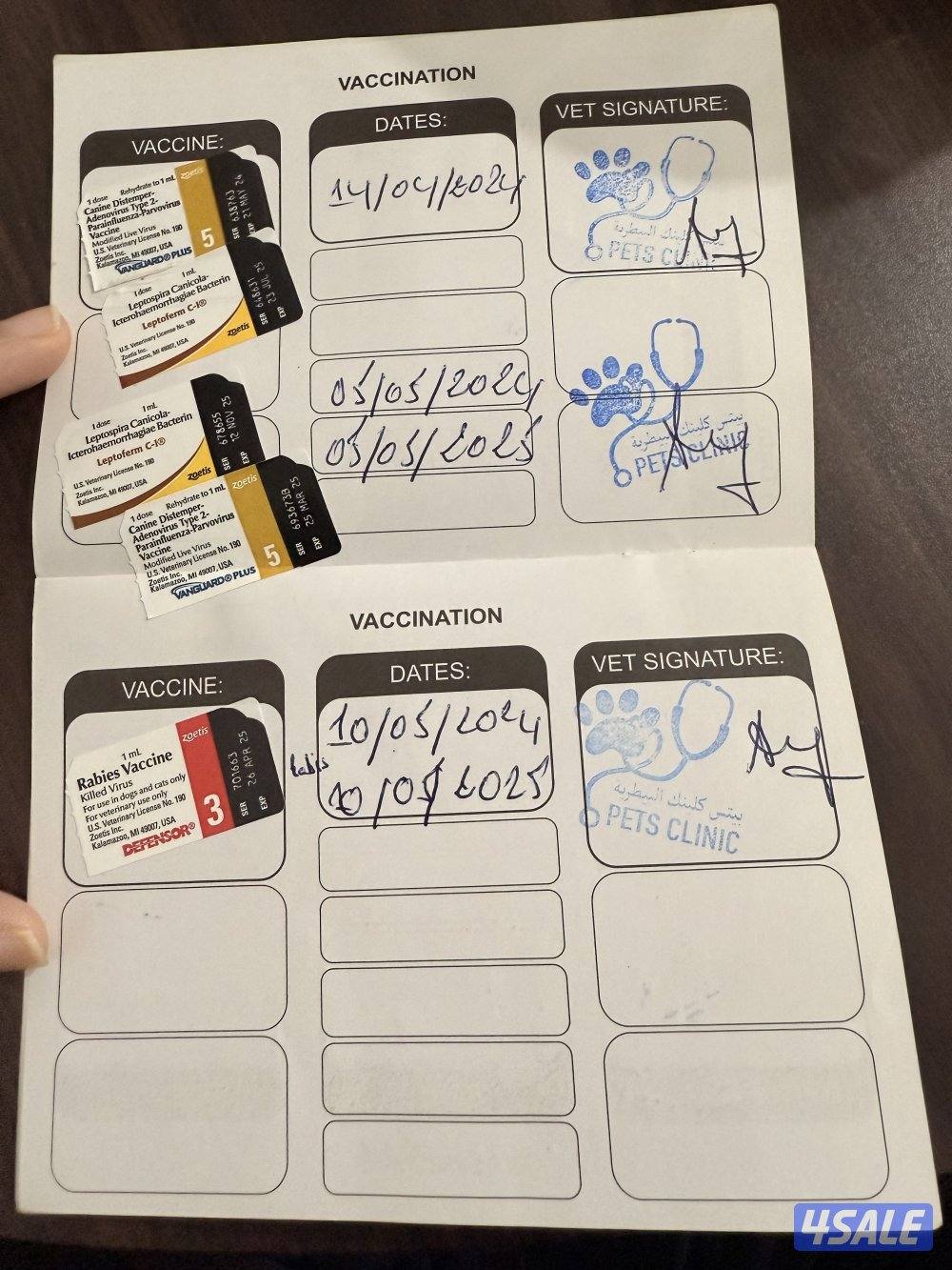 كلب مالتيز للبيع بصحة جيدة مع دفتر تطعيم و قفص3