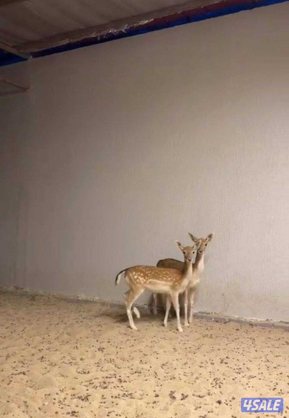 للبيع غزلان ذكر ونثيه العمر ٨ شهور السعر ٥٠٠ دينار للاثنين1